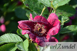 Basyes Purple Rose